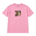shiba.png