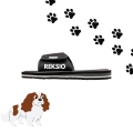 cavalier spaniel (2).jpg